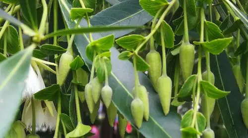 请欣赏水石榕又称水杨柳