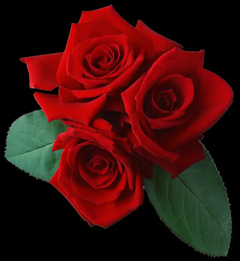 玫瑰透明背景png素材图片第2张