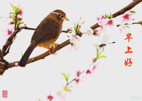 树花鸟动态图片(问候)