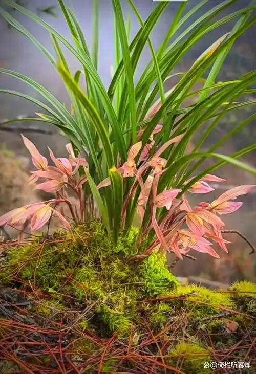 《五绝·野兰花》凌寒不畏霜,山野散幽香