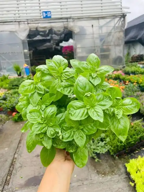 罗勒盆栽九层塔