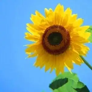 头像女生太阳花