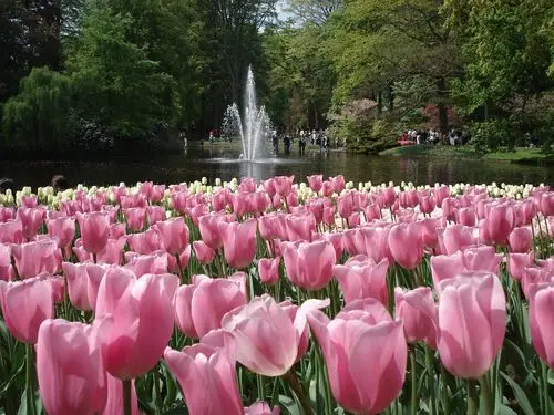 世界上最大的郁金香花园-荷兰库肯霍夫公园