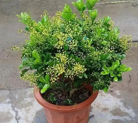 米兰怎么种植_米兰的种植技术 - 植物百科知识