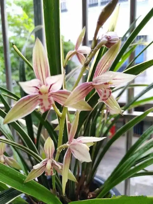 此兰花色似彩虹,兰香浓郁,金边线艺,颜值极高,建兰黄金彩虹