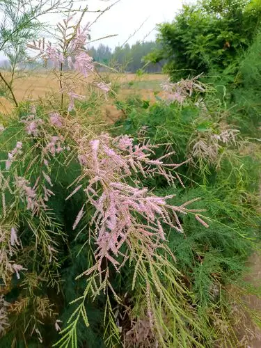 端午节柽柳开花了德州二十四节气植物