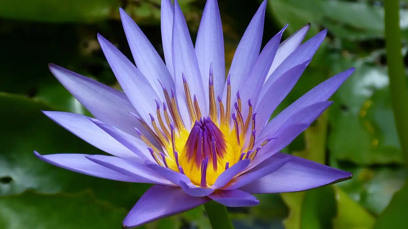 睡莲,是仙女的化身