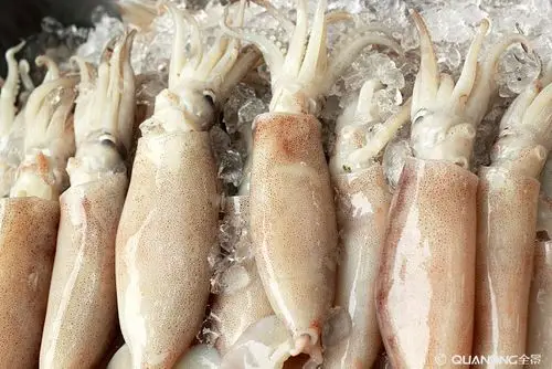 鱿鱼图片_图片大全