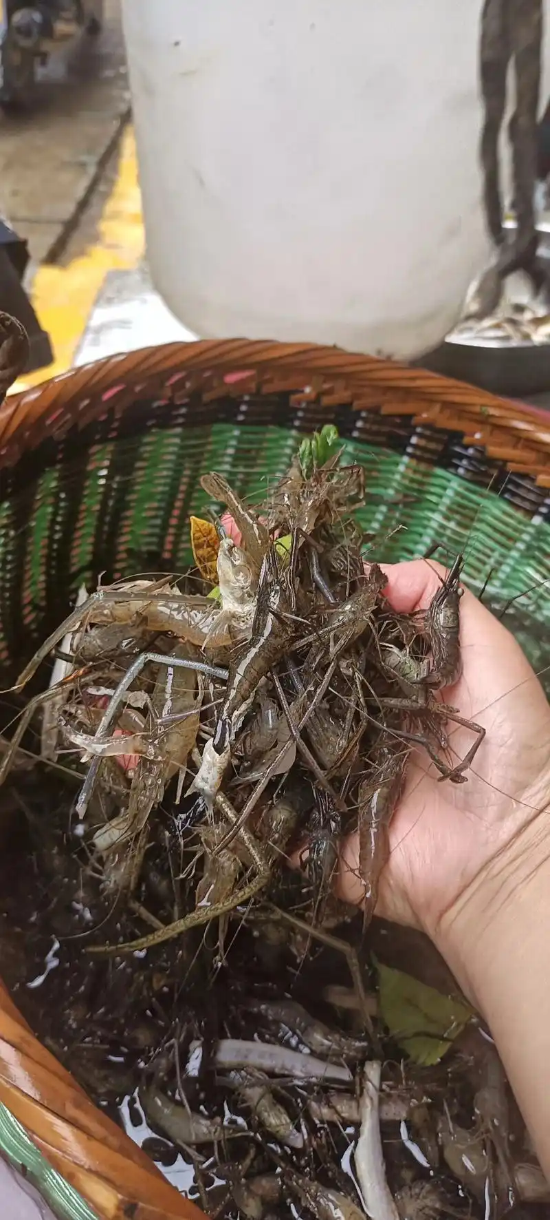 新鲜的野生河虾,每天都有数量不多,想吃的 - 抖音