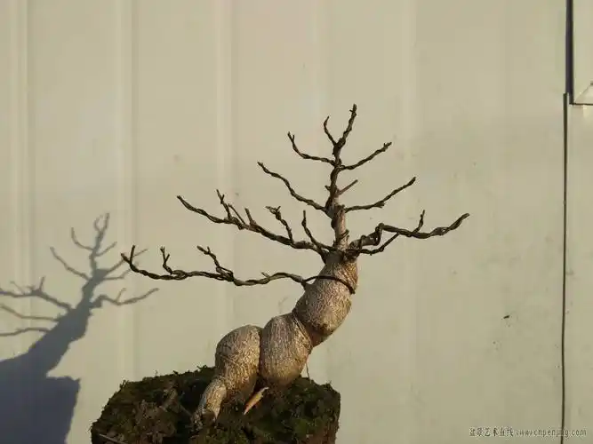 盆景艺术在线-小品桃叶卫矛 - powered by discuz!