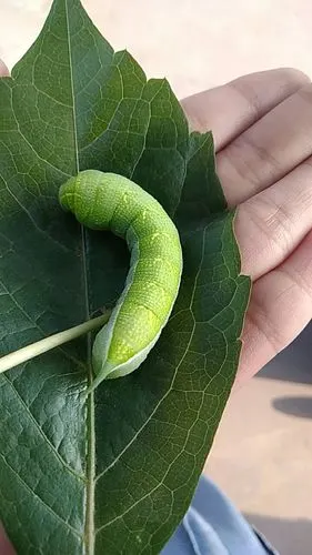 请问,这是什么虫子?它吃什么?