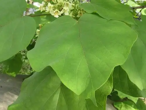 部心形,叶边全缘或浅波状,通常3浅裂,叶片两面均粗糙,基部掌状脉5-7条