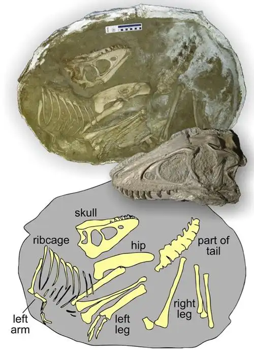 蒙古发现保存完好幼年特暴龙化石 (图文/视频)