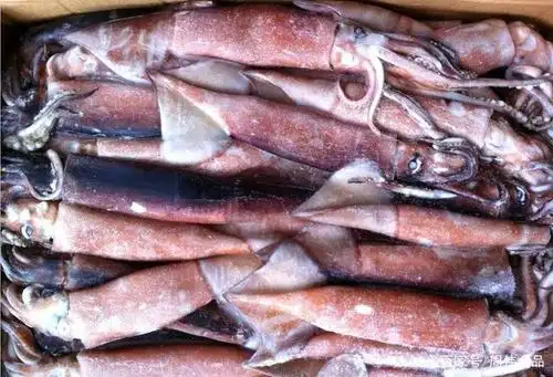 据说这六种鱿鱼没人吃过!