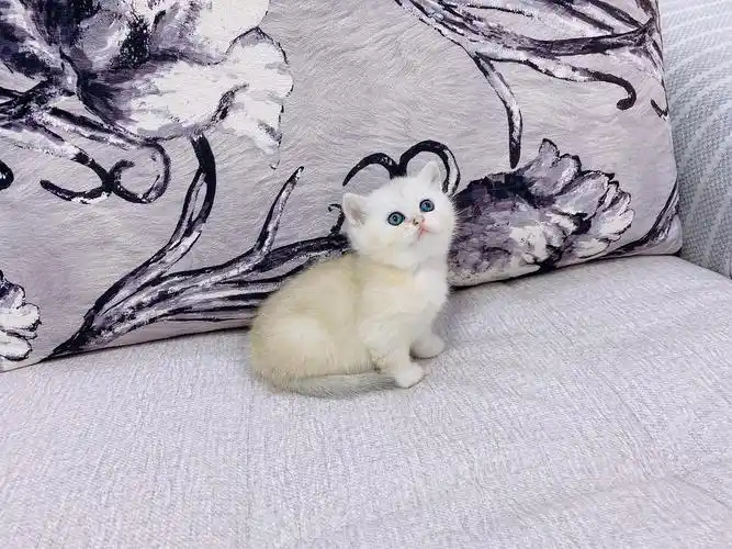 金血银渐层找新家