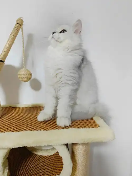 英短长毛银渐层