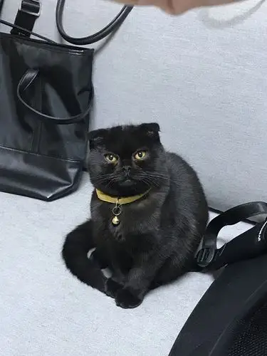 折耳纯黑英短找男票