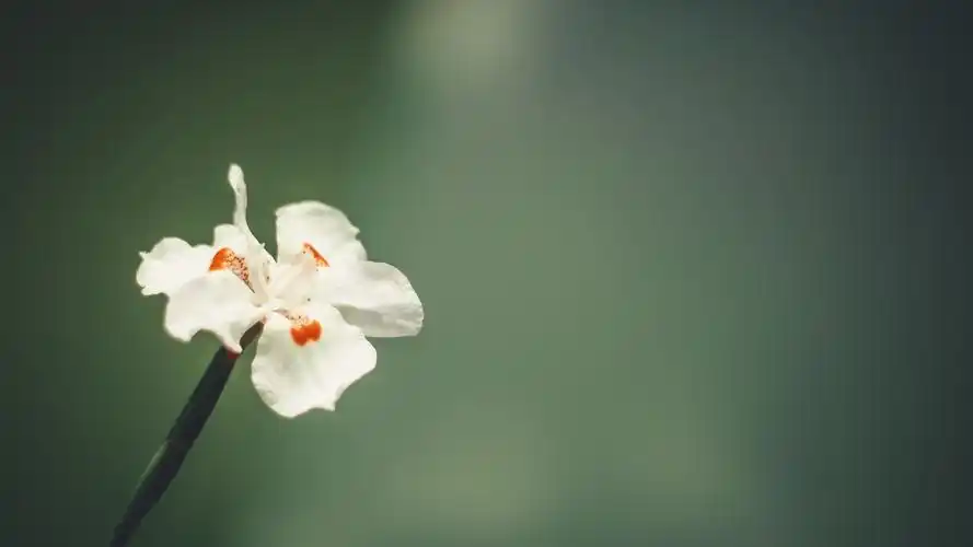 2021唯美的花卉图片壁纸