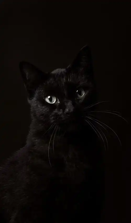 每日壁纸 | 黑色禁欲系系列壁纸