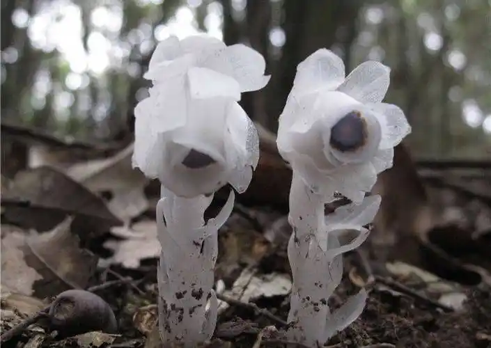 柳州发现罕见植物"幽灵草",无枝无叶无根,通体洁白