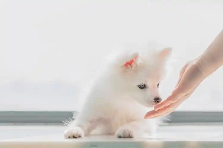 宠物市场规模日渐趋大,但背后这些问题急需注意