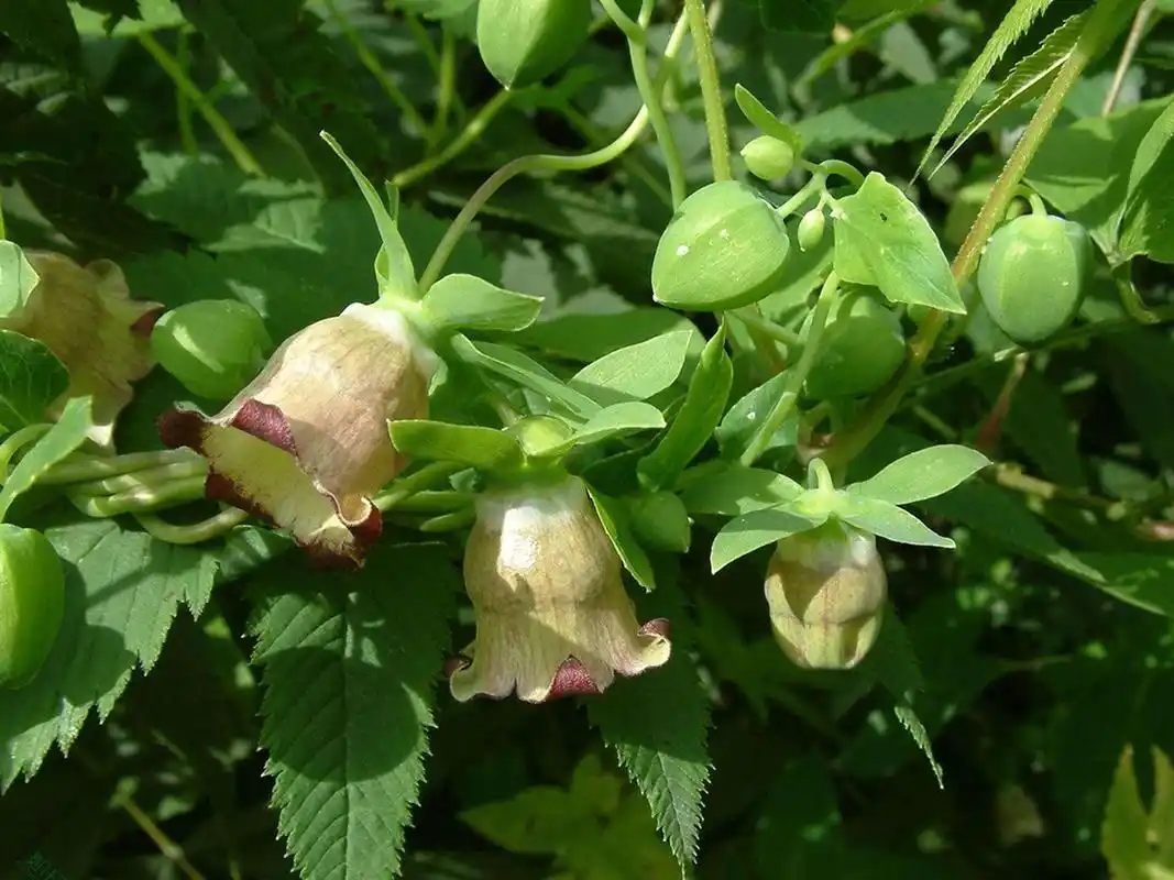 党参养生不亚于人参,泡水喝只需要记住一句话,三项好处带给你