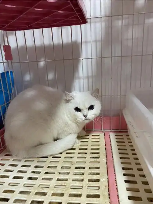 朋友家银点渐层小母猫无偿0元送送送