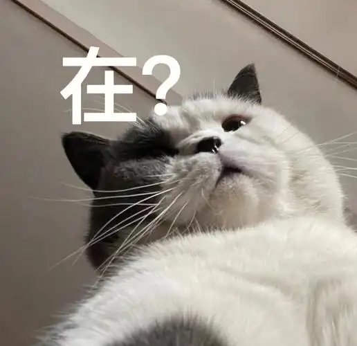 高清无水印猫猫表情包