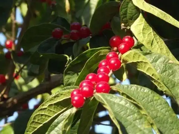 于占海:金银树果吟