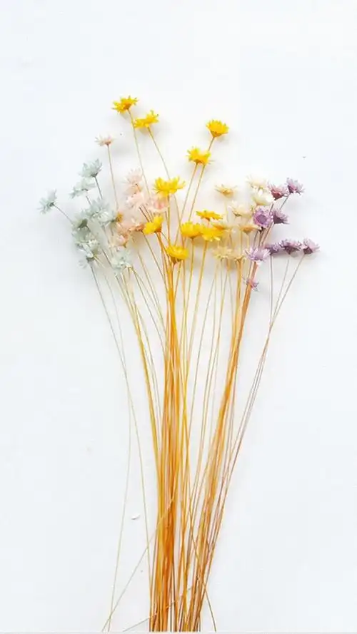 小清新花卉简约