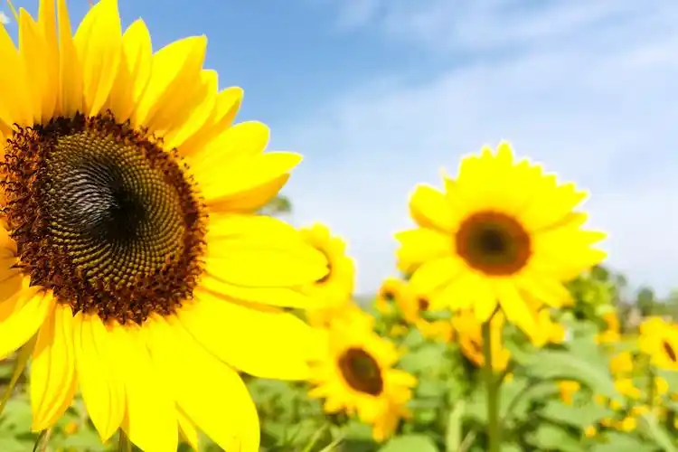 摄影日记|愿我们的生活如向日葵一般充满阳光!