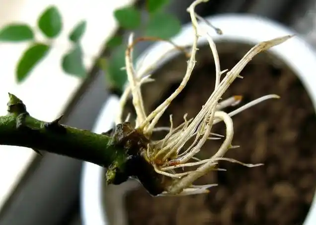 适合冬季月季扦插的新玩法,刚学到的技能,分享给大家