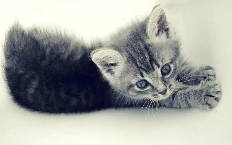 很治愈的萌宠猫咪可爱图片桌面壁纸