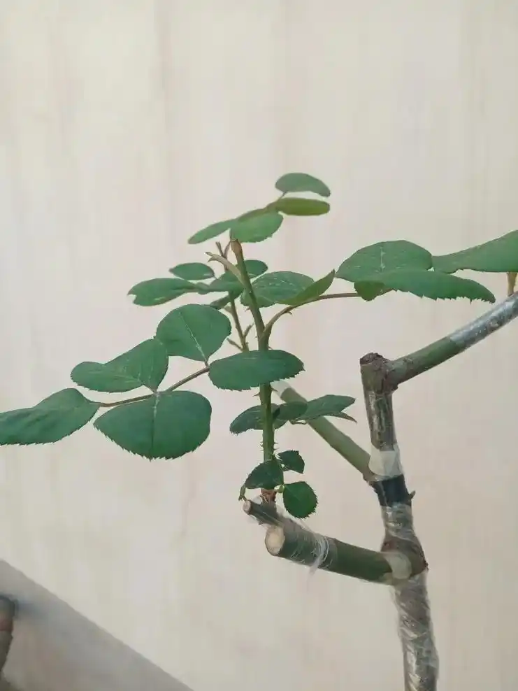 蔷薇杆子嫁接大花月季.