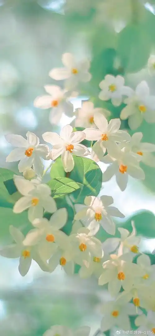 春天##小清新壁纸