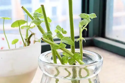 水培薄荷怎么长