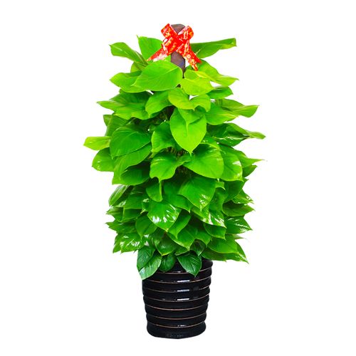 大叶绿萝柱盆栽树室内净化空气大型绿化办公室绿植大型绿植