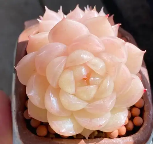 多肉界的顶流——麦秆,你了解多少?