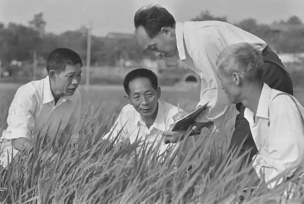袁隆平的这些老照片,看着看着就哭了