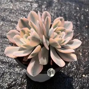 昆明直发 鲁氏锦多肉植物布朗先生的古董店青橙园艺趣味一物一拍