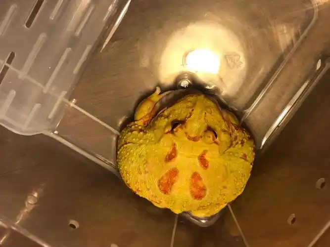 皮卡丘 霸王 草莓 钟角蛙 钟角蛙 巴西