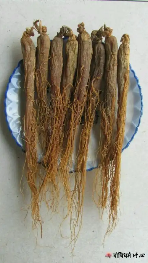 急需用钱,野生红参