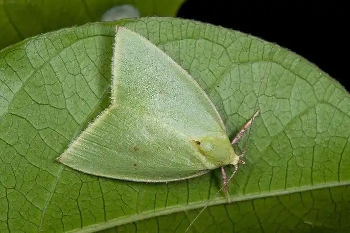 绿色飞蛾的秘密世界:从发现到习性全揭秘