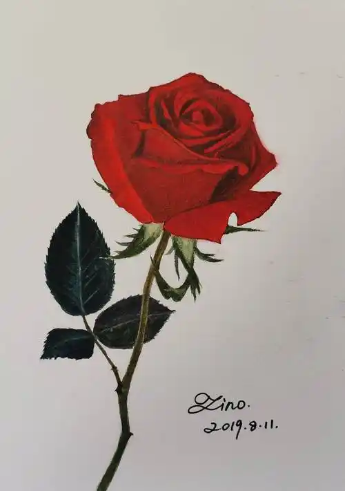 水彩画玫瑰花如何画玫瑰花