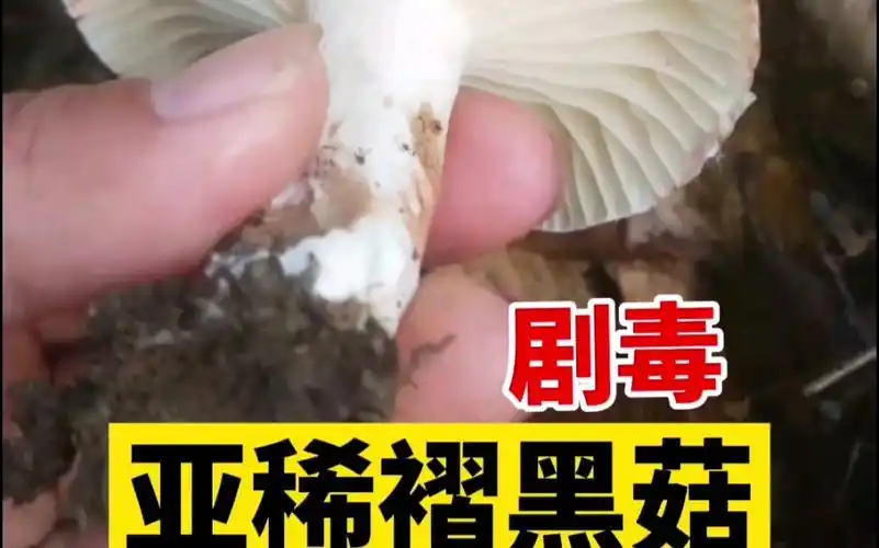 红菇属唯一的剧毒蘑菇:亚稀褶黑菇——受伤处只变红,和它相似的2种可