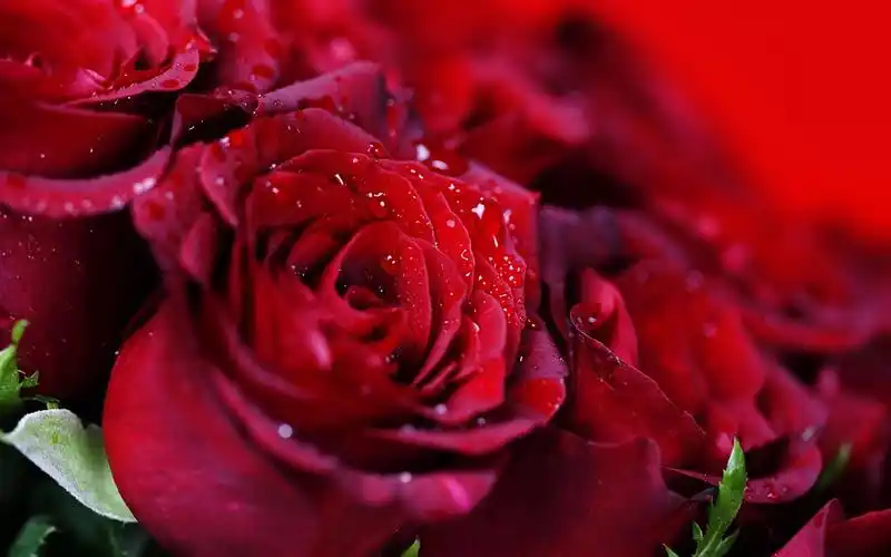 花束红色玫瑰,水滴 壁纸 - 1440x900