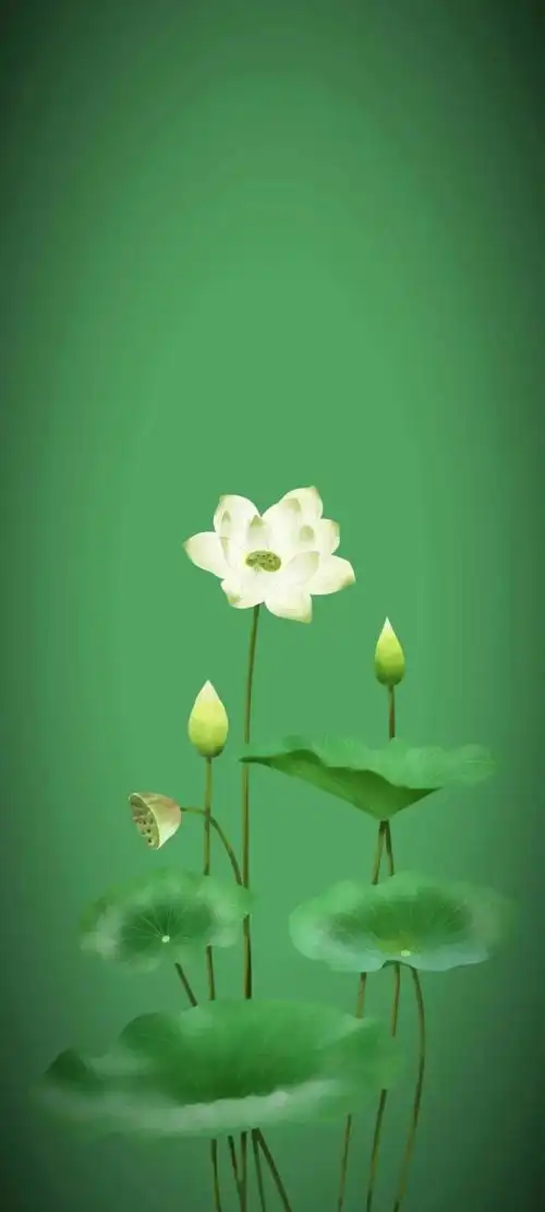 清新绿色护眼荷花壁纸