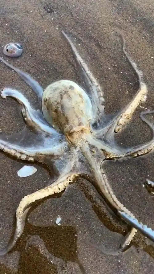 这八爪鱼看起来很凶猛呀,不知道有没有毒,把它带回家