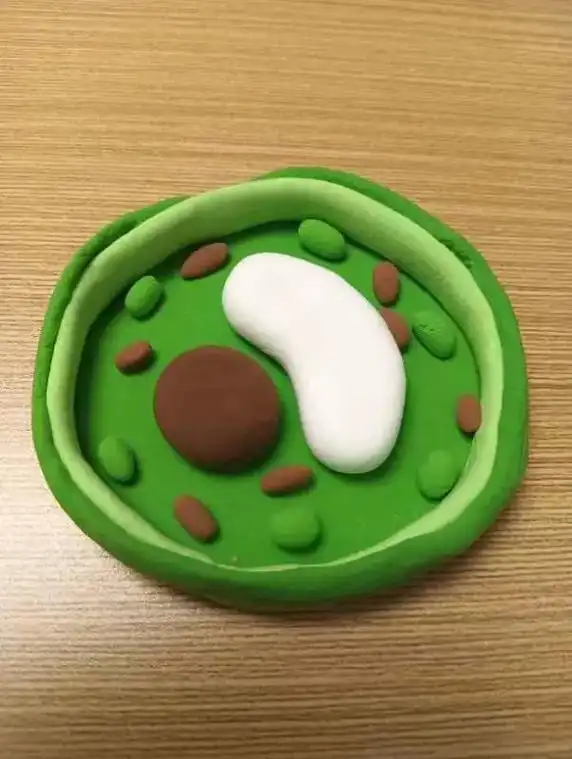 动物细胞植物细胞模型 - 抖音