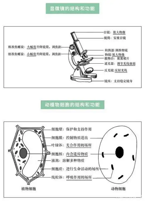 初中生物:考前必看的初中生物结构图,初中生提分好资料!